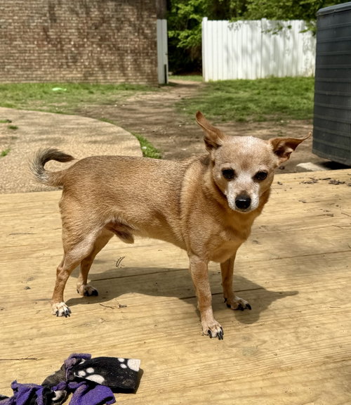 Peanut, photo 2