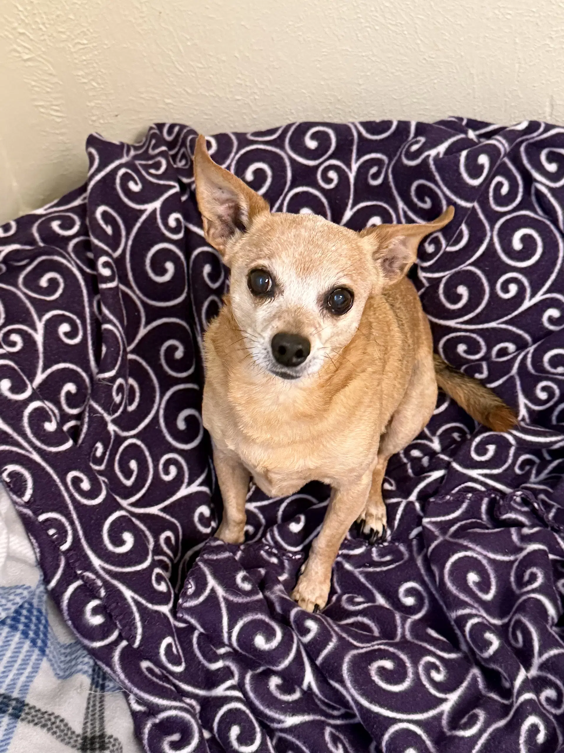 Peanut image 2