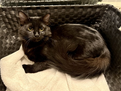 Jet, Young Domestic Medium Hair / Bombay / Mixed (medium coat), cat for adoption in Texarkana, Texas