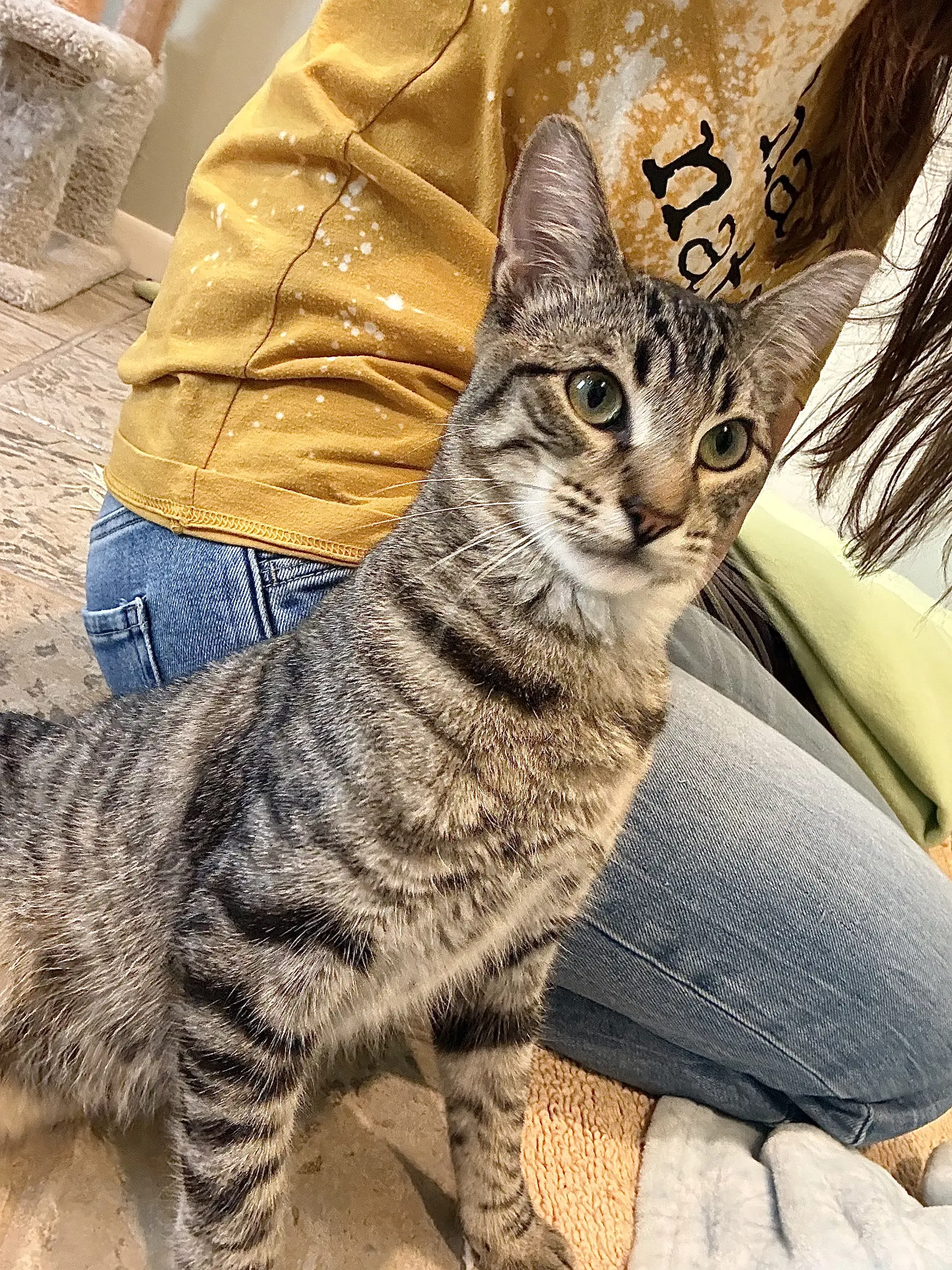 Trooper - Domestic Short Hair