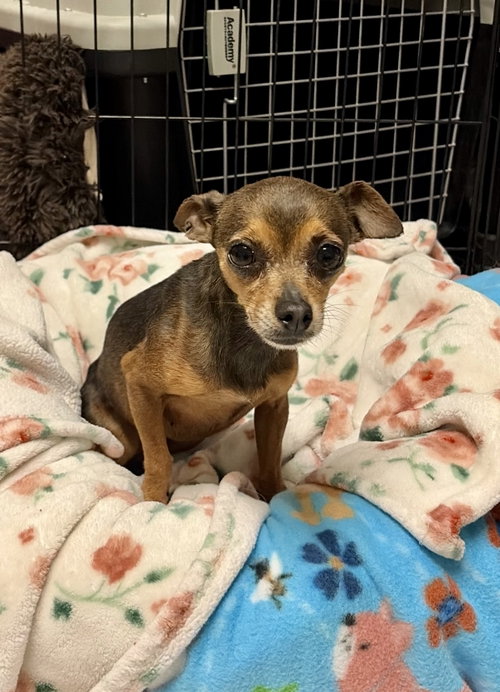 Roxy, an adoptable Chihuahua in Texarkana, TX