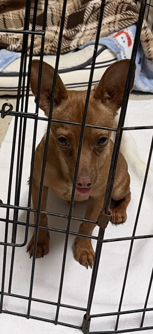 Scrappy, an adoptable Chihuahua in Texarkana, TX