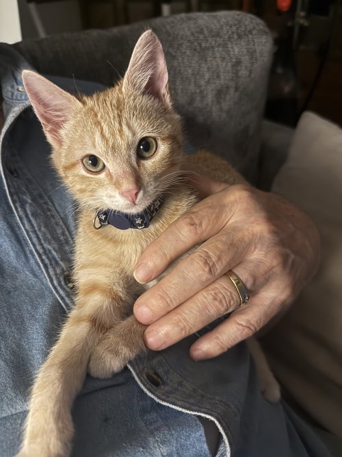 Archie