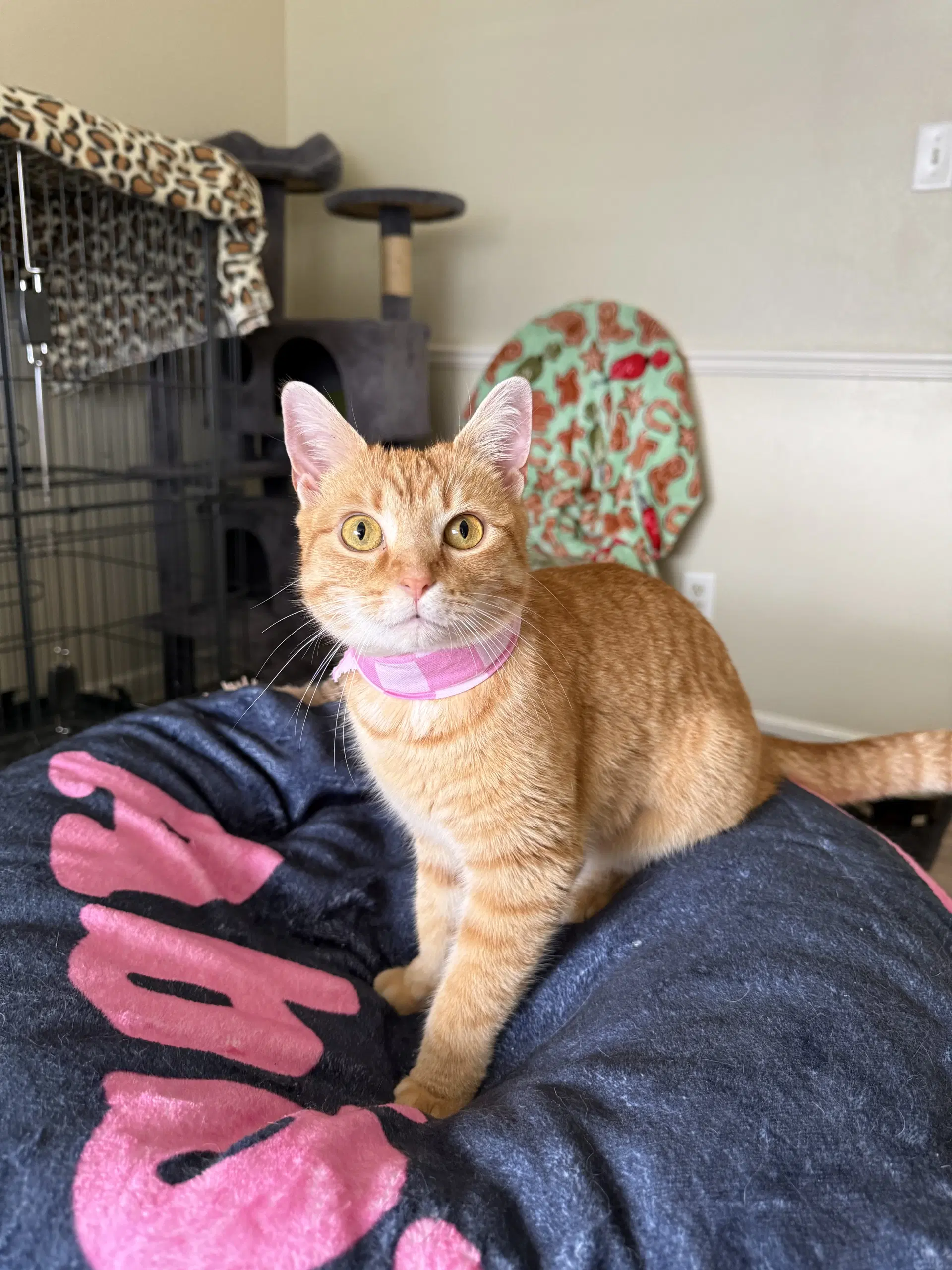 Lilly - Domestic Short Hair