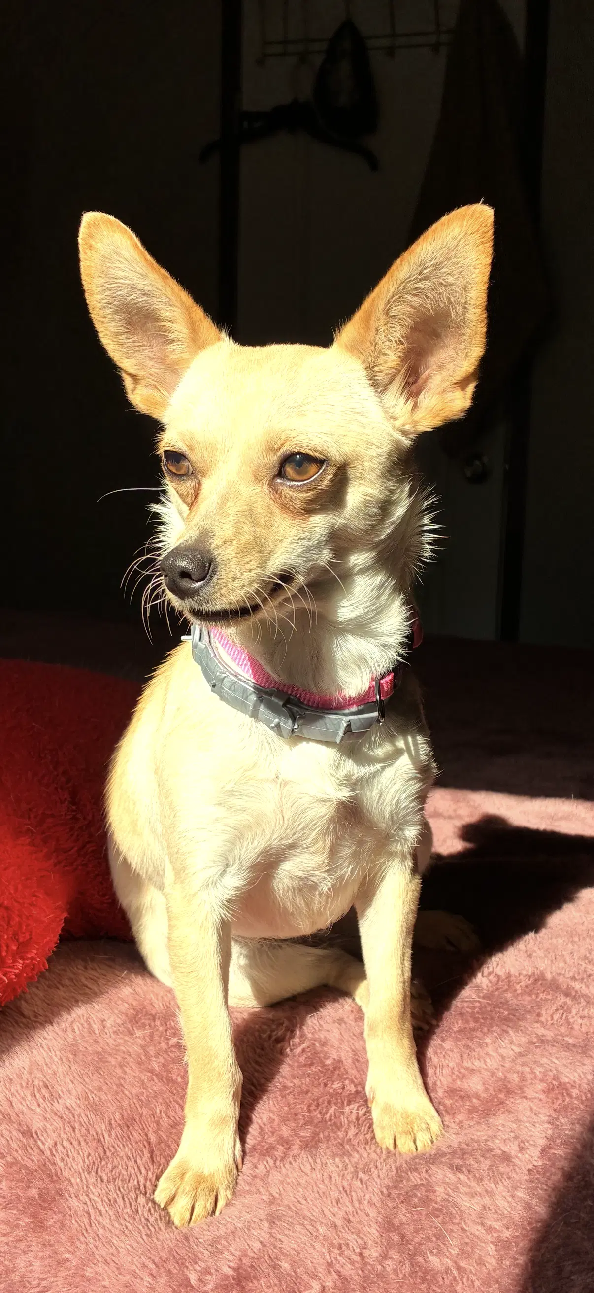 Fennec - Chihuahua
