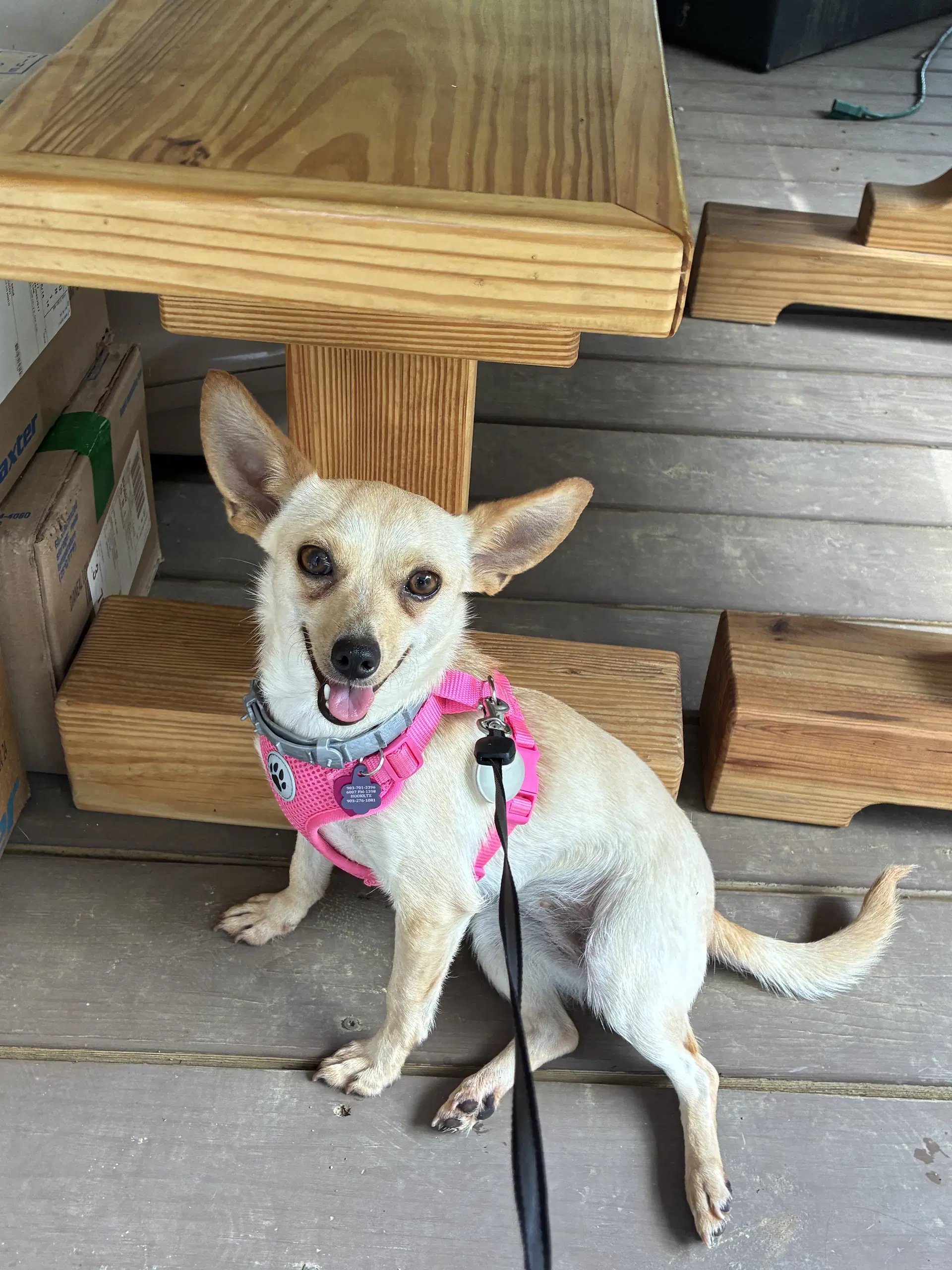 Fennec image 2