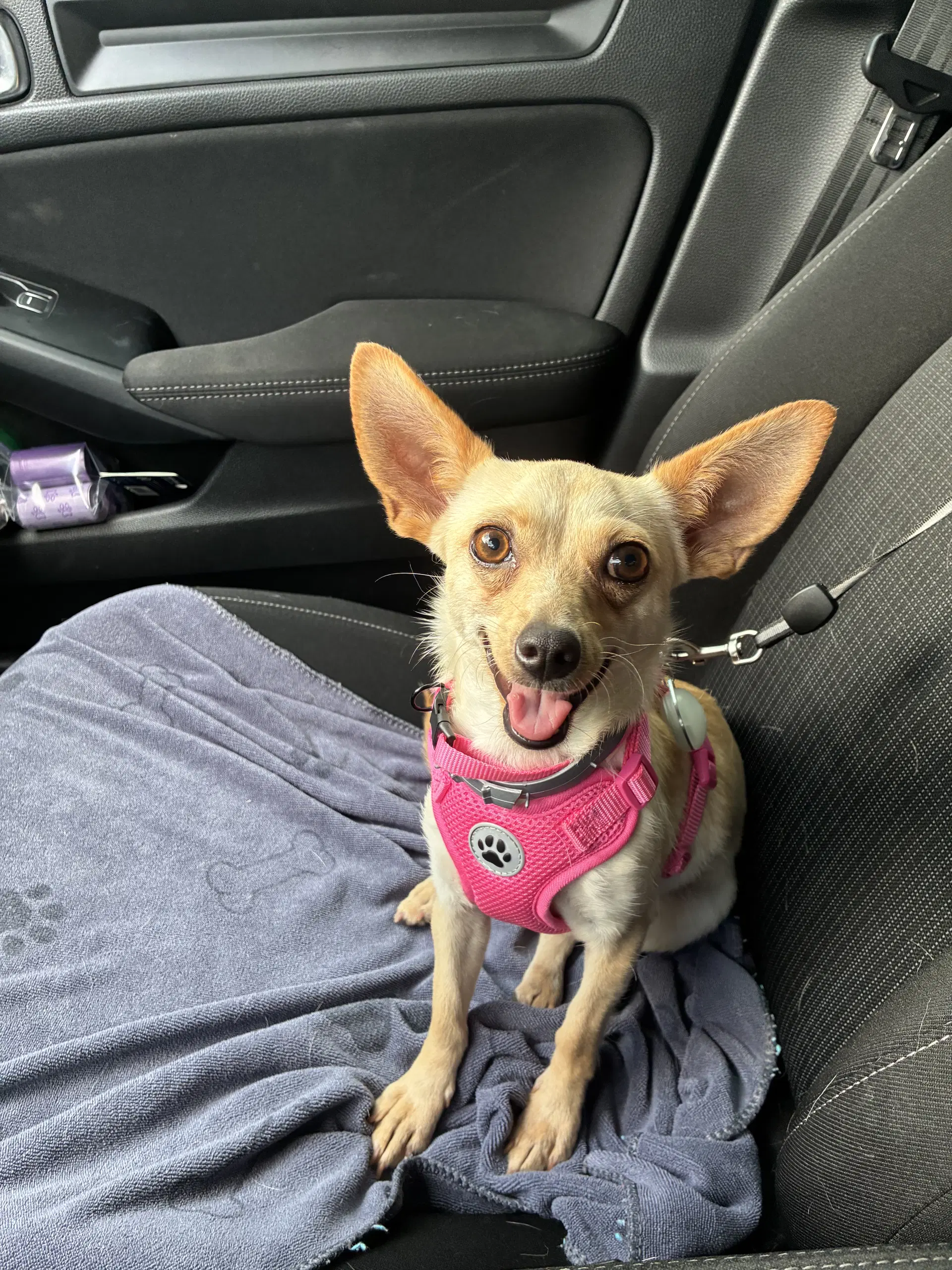 Fennec image 3