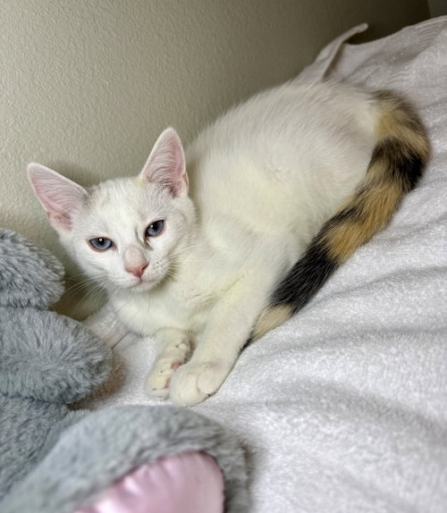 Megan, an adoptable Domestic Short Hair in Texarkana, TX