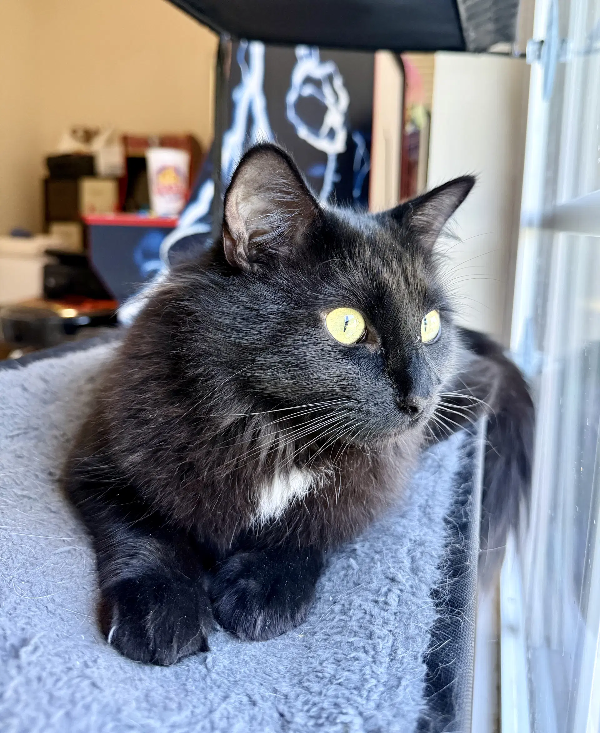 Ace - Domestic Medium Hair