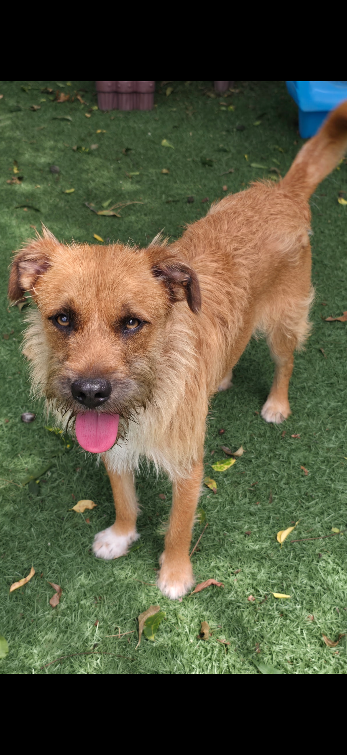 Dexter, Terrier