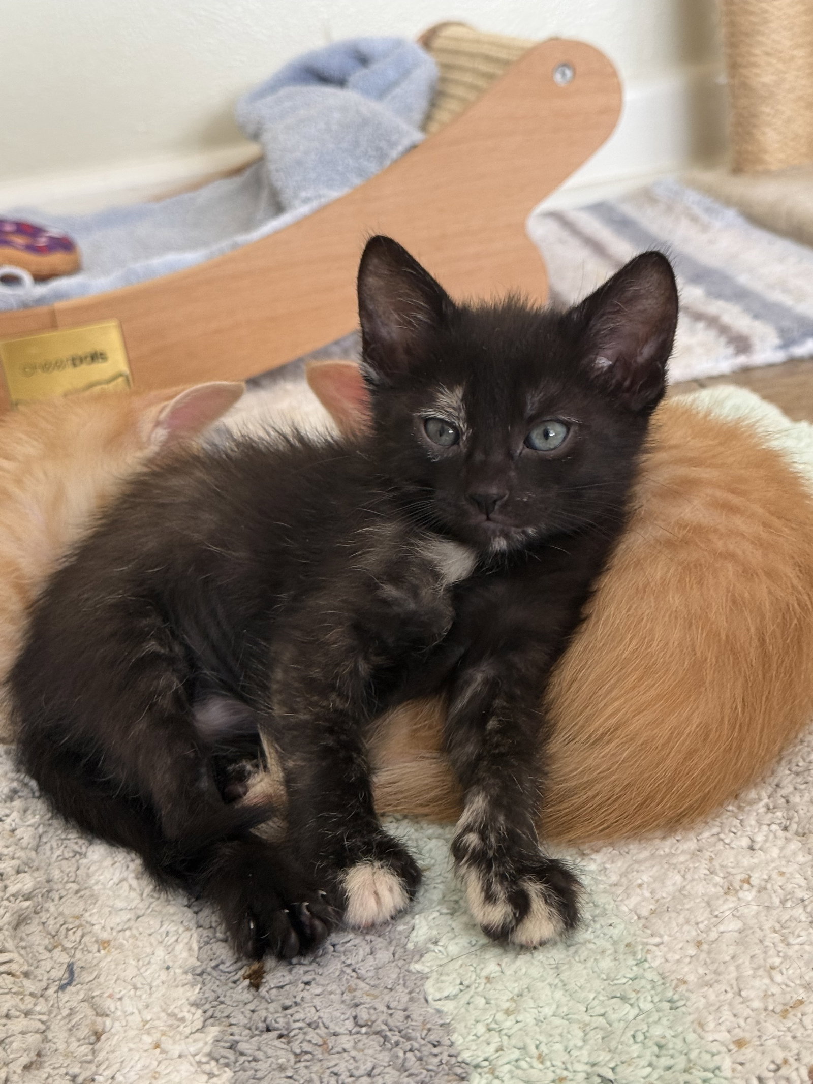Dolly, Domestic Short Hair