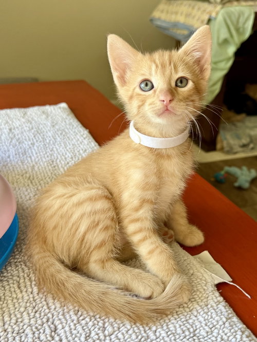 Roux, a cat for adoption from Texarkana Animal League