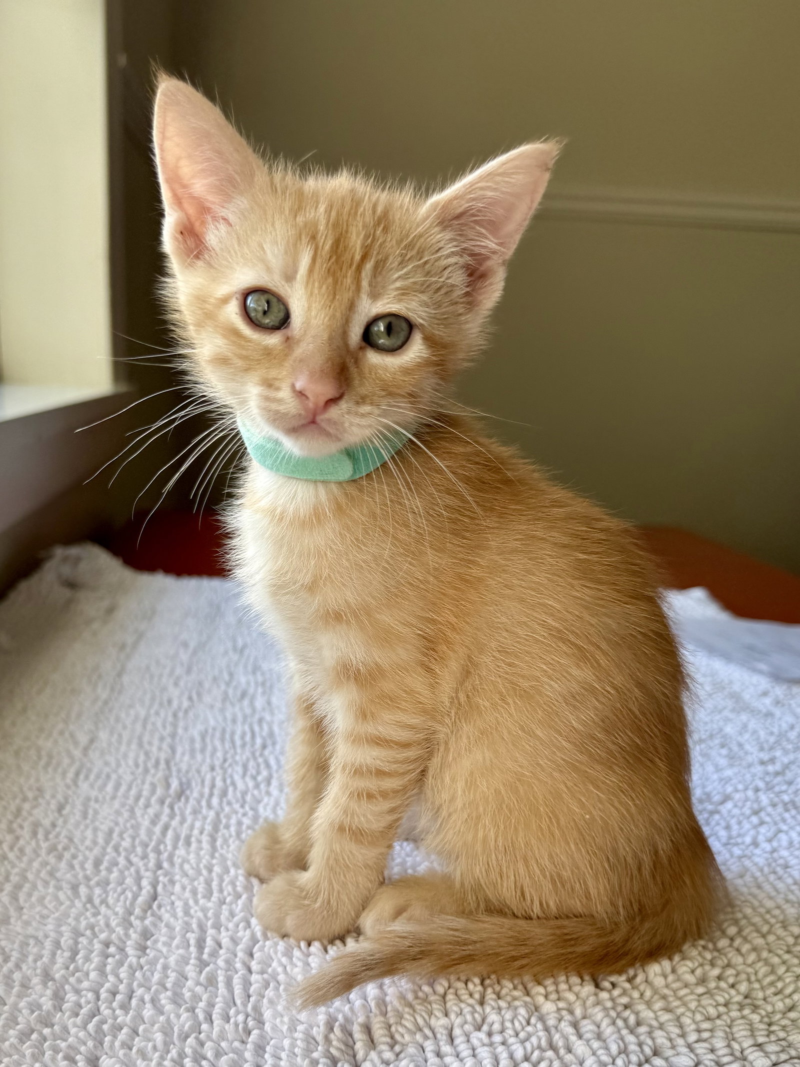Leon, Domestic Short Hair