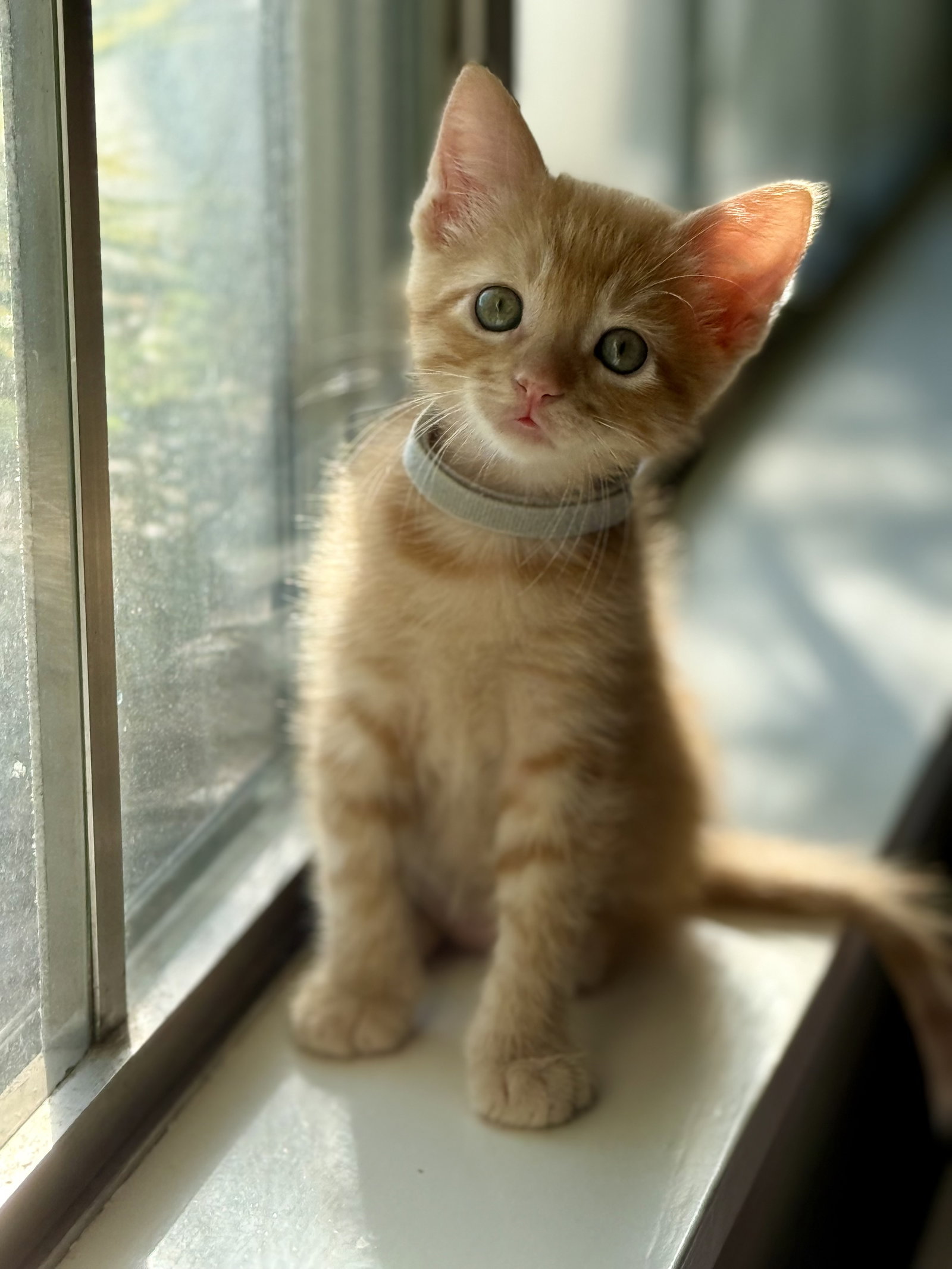 Tater, Domestic Short Hair