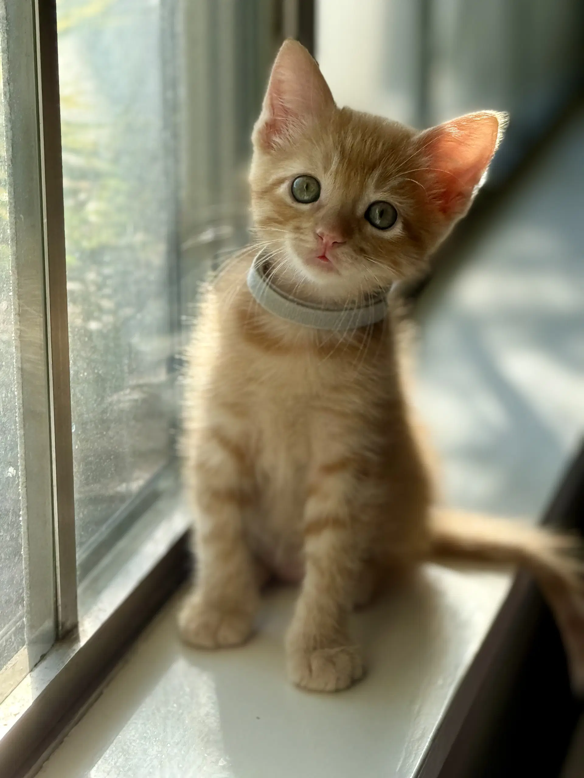 Tater - Domestic Short Hair
