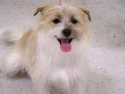 Scrappy