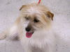 Scrappy