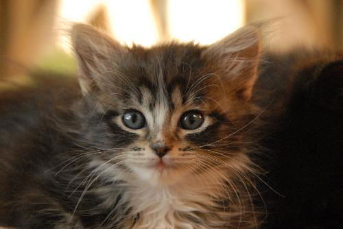 Bijou