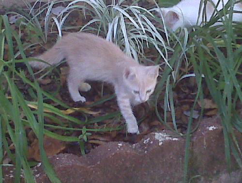 Mikah