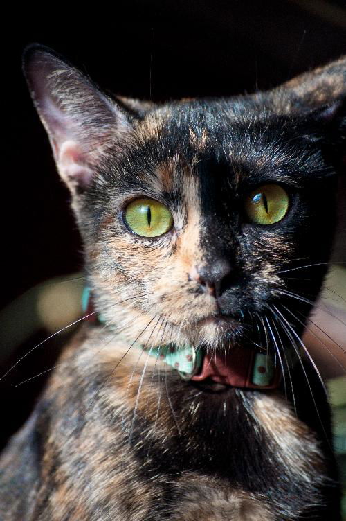 Cleo