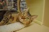 Miss Kitty