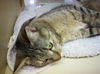 Miss Kitty