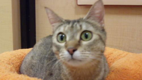 Miss Kitty