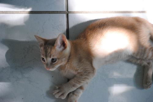 Little Simba