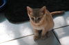 Little Simba