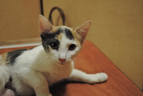 Petula