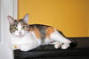 Polly