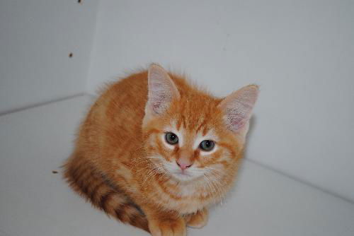 Charlie
