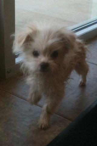 Rosco