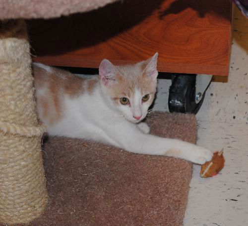 Archie