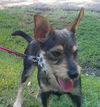 Buster