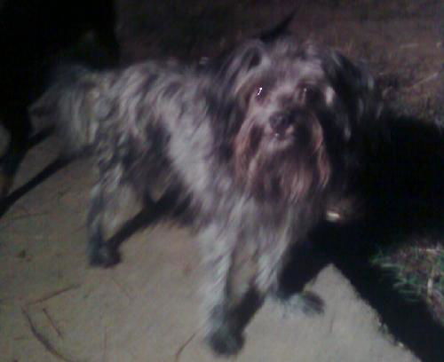 Gurgie