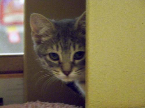 Lilly