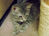 Lilly