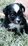 Bob (Courtesy Listing)