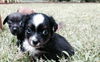 Bob (Courtesy Listing)