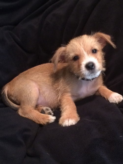 Ringo