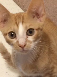 Astro