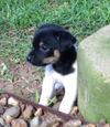 Sammie