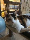 adoptable Cat in texarkana, TX named Goldie