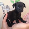 Pepper