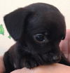 Pepper