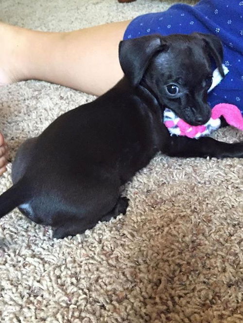 Pepper