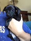 Pepper