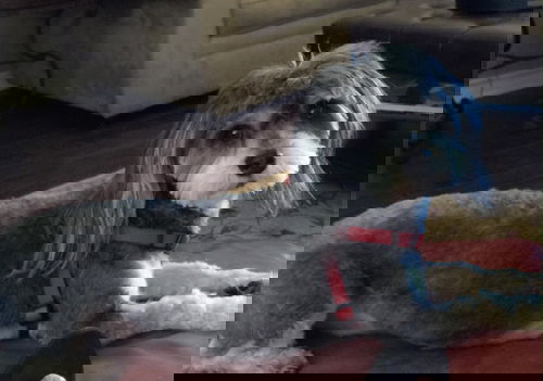 Max