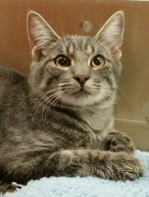 Pepper